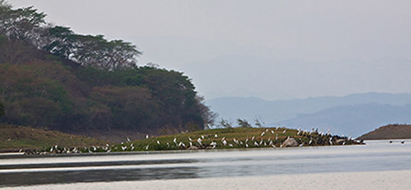 Egrets and Cormorants at Lake Suchitan